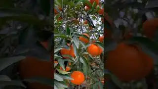 Juicy Secrets of Growing Perfect Oranges! #OrangeGarden #CitrusLovers #naturesbeauty #thenaturereel