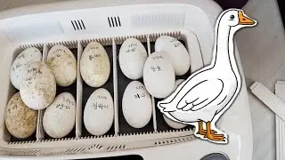 당당패밀리 거위 알과의 첫 만남 !! First meeting with goose egg !!