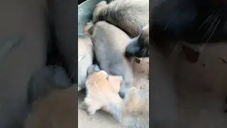 Thay eating food #music #phonk #viralvideo #animals #barkingbliss #animaldiet #funny