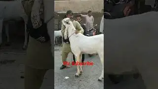 Big White goad, Big Bakra MashaAllah #short #shorts #youtubeshorts #ytshorts #shortsfeed #shortvideo