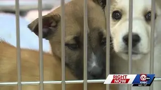 Great Plains SPCA offering 'Puppygrams' through Valentine's Day