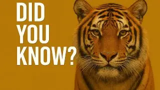 Discover the Wild: Tiger &mdash; Guardians of Nature