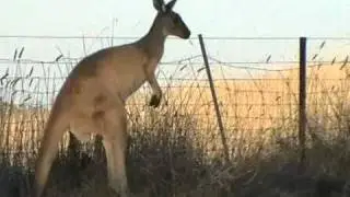 Kangaroo at Clare View Accommodation. I Clare Valley, Clare, South Australia