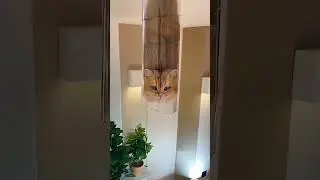 awesome cat talent 🥰