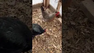 Помощь курам в условиях низких температур. Высокое содержание белка и жира #куры #зимнийкурятник ...
