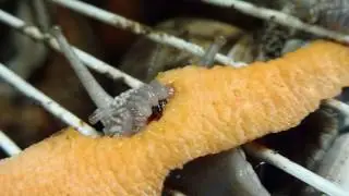 Snail Jaw at Work close up
