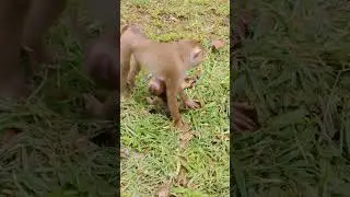 The cutest baby monkey #babyanimal