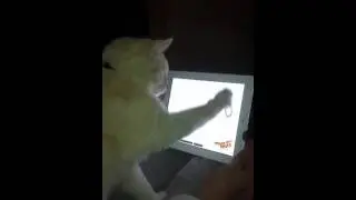 Kattapp