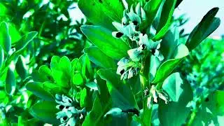 1 Hour of 4K Soothing Green Leaves Sounds 🌿 | Deep Sleep, Relaxation & Focus 🌴&hearts;️
