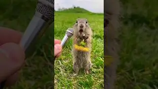 The Sound of a Ground Squirrel Eating #short #viral