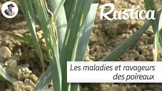 Maladies et ravageurs du poireau