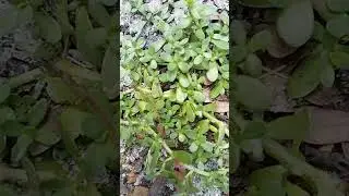 ബ്രഹ്മി/Brahmi/Bacopa monnieri / water hyssop/thyme-leafed gratiola/herb of grace/Indian pennywort