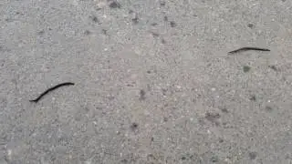 Predatory worms