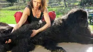Massage Canin CYNOSOPHIE R&eacute;trospective 2018