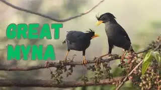 Great Myna, finds the fruits that they loved eating the most!