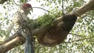 Honey hunting in India : Smoke chases thousands of bees - is it sustainable / advisable?