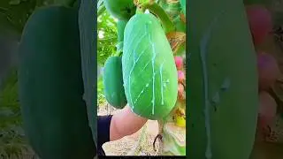 Farut is biwtifull video status 🥭 #aam #shorts