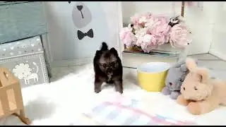 Kacie - Mini Pomsky