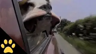 Dog Has Wind In His Cheeks