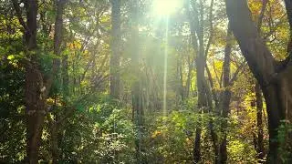 Nature whisper Quiet Forest Ambience Soft Bird Sounds for Relaxation & Sleep