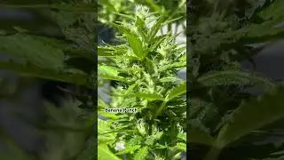 Auto Banana Punch 🍌👊🏼 She&rsquo;s getting close to the finish line.😁