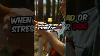 How Dogs Sense and Respond to Human Emotions
