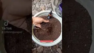 UMPAN GALATAMA LELE #umpanmancing #juraganmancing