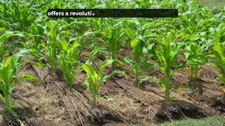 Farming God's Way produces more nutritious, larger & healthier food compared to supermarket produce.