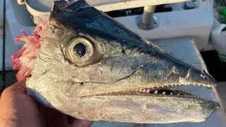 Monster Spanish, didn&rsquo;t quite go to plan, fishing off Bribie Island