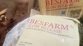 Cara Mengaplikasikan Pupuk BESFARM SLOW RELEASE || PT. BEST || CP. 081238356089
