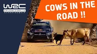 World Champion rally driver finds COWS in the road!