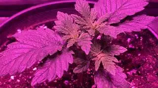 Day 40 cannabis seeds. Indoor grow tent update.