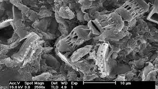 Soil, insects eating decayed wood