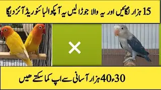 how to produce albino red eyes with cheaply||albino red eyes|sasti pairing se albino red eye