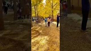 Autumn in Beijing ❤️ #lifeinchina #chinavlog #shorts #viral #shortsvideo #china #autumn