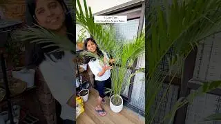 5 Care Tips for Healthy Areca Palm 🪴 #yt #youtubeshorts #shorts #ytshorts #diy #arecapalm #plants
