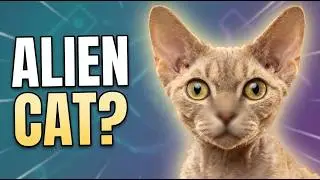 Кошки породы Девон-рекс: правда об их одержимости