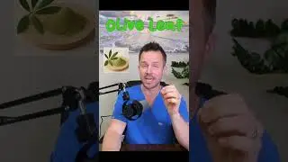 Olive leaf for blood pressure, cholesterol, and gut health