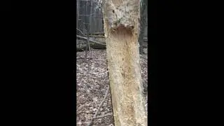 What Is That? Discovery at Claridon Woodlands