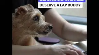 Sears & Your lap buddy pets