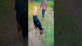 #pitbull #bantilamba #germanshepheard #dogvideos #germanshepherd #funnydog #comedy #funnypet #pets