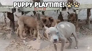 Cute Puppies Playing & Growing Together 🐶💞 | Pure Fun & Puppy Sounds