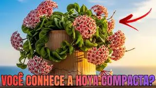 HOYA CARNOSA COMPACTA: CONHE&Ccedil;A a FLOR de CERA que VAI ser TEND&Ecirc;NCIA em 2026!
