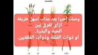 بعد عذاب اخيرا ازاي تفرق بين الحبه والبذره او ذات الفلقة وذات الفلقتين بخطوة واحدة - أحياء 2022