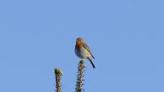 R&oslash;dhals / European Robin (Erithacus rubecula)
