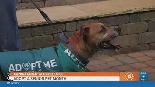 Senior Dog Adoption w/ AZ Animal Welfare League