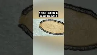 Strangest things found under the ice