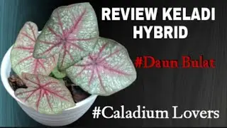 KELADI HYBRID  INDONESIA