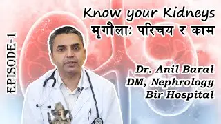 मृगौला - परिचय र काम | Human Kidneys explained in Nepali | Dr Anil Baral