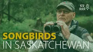 Searching for Songbirds in Saskatchewan